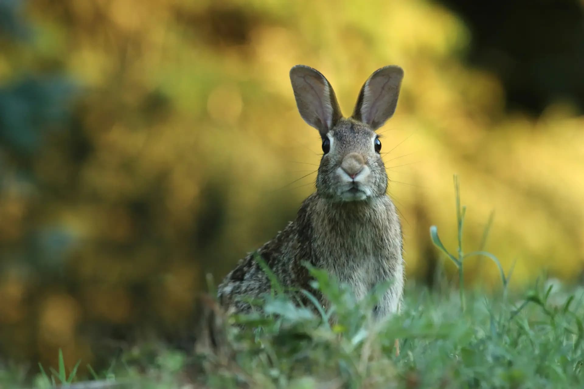 Image d'un lapin