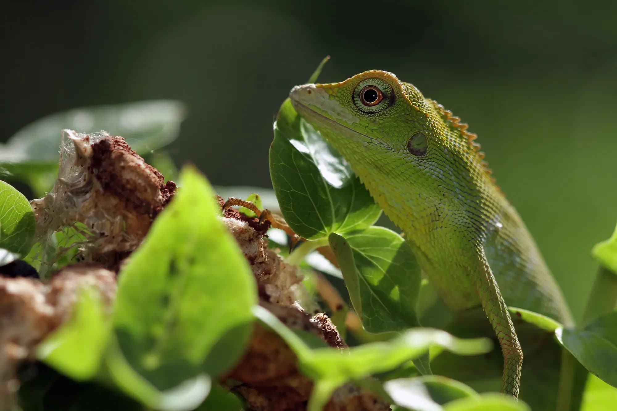 Image d'un lézard