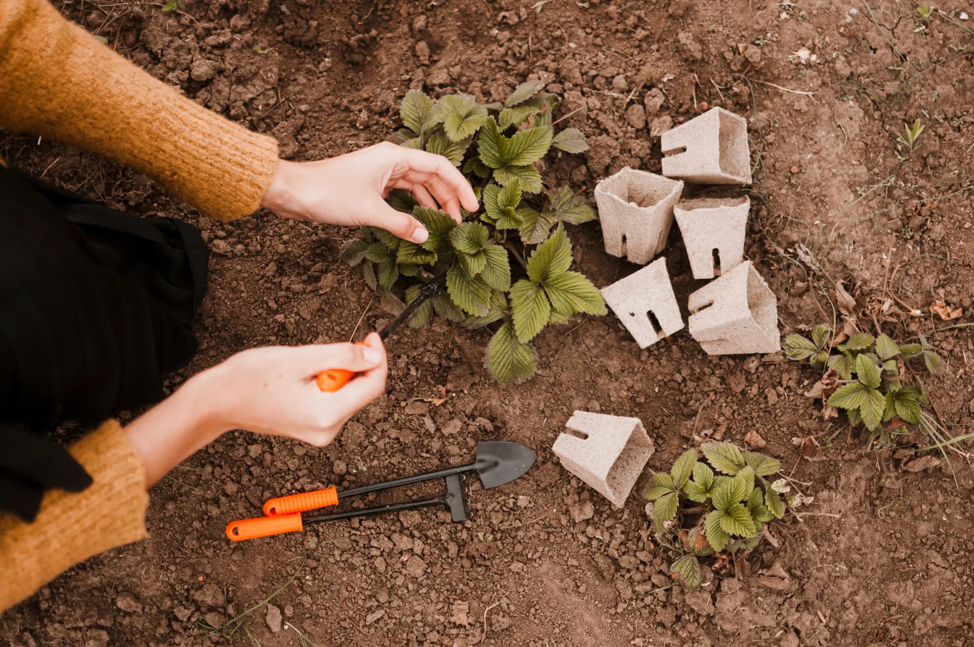 Image de plantation de plantes