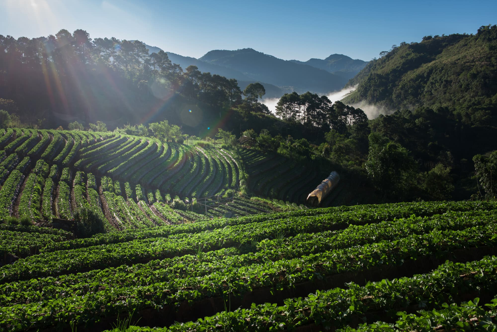 Image montrant beaucoup de plantation