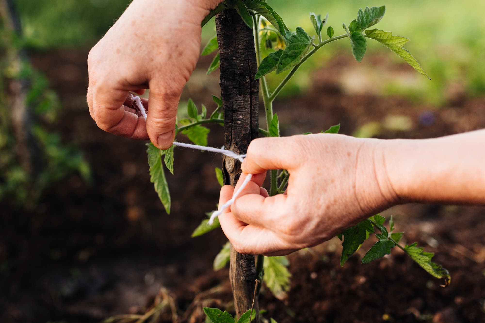 Image de plantation d'arbres