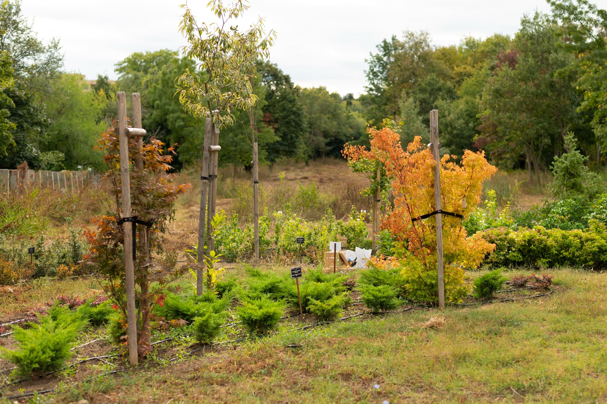 Image montrant des plantations