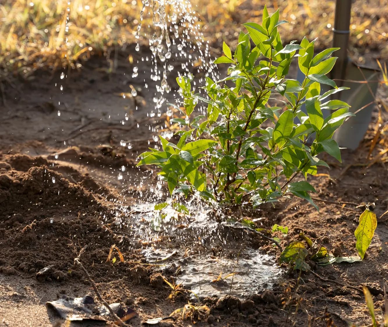 Image montrant une irrigation